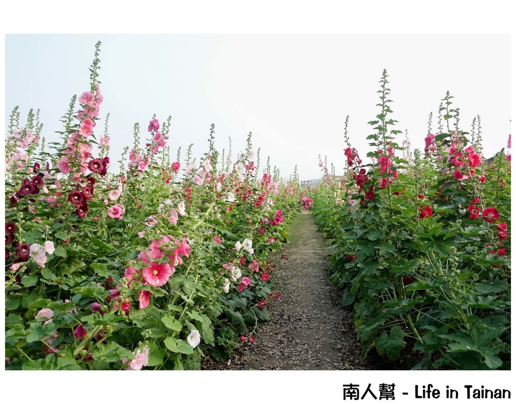 2016學甲蜀葵花季(03/13-04/03)(結束營業)
