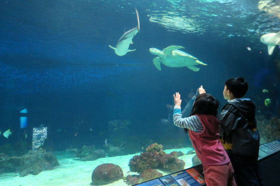 加拿大-溫哥華水族館