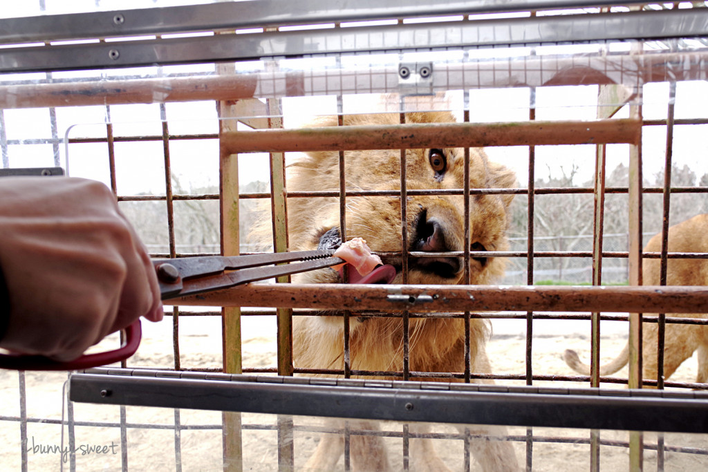 日本-九州自然動物公園-アフリカンサファリ