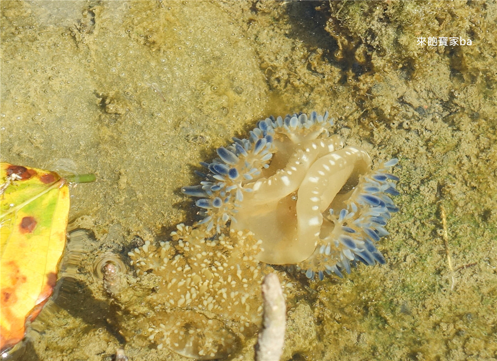 林園海洋溼地公園(林園濕地公園水母湖)
