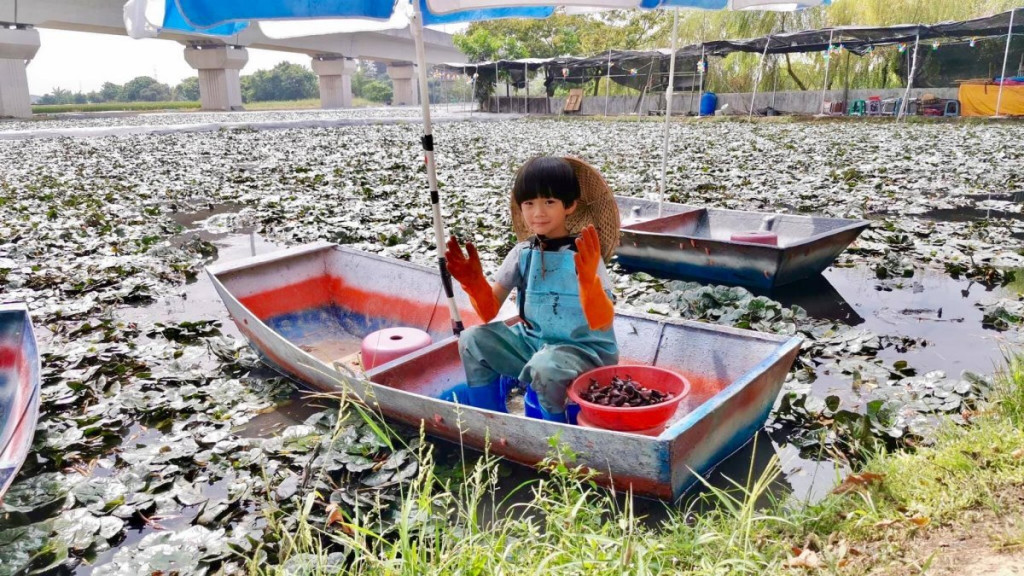 幸福菱角小農體驗(官田採菱角)(2025暫停採菱角活動)