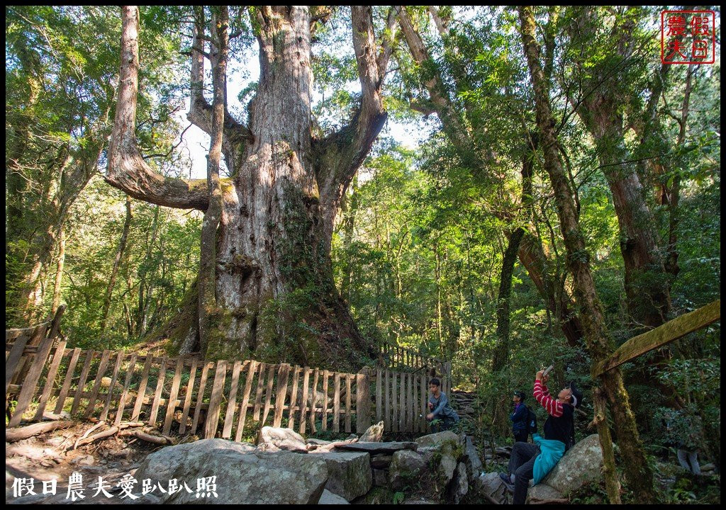 司馬庫斯(巨木登山步道)