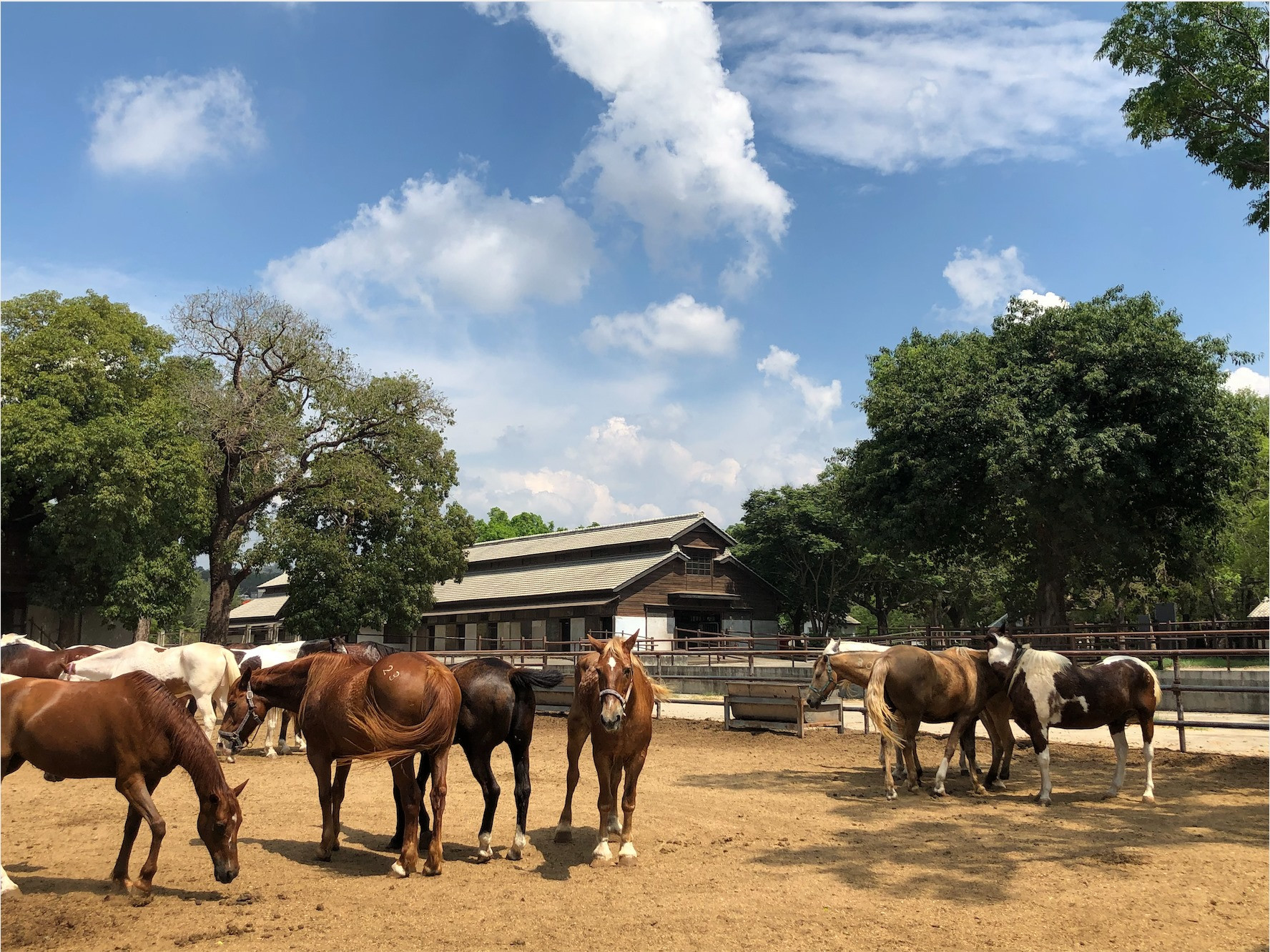 后里馬場(后里馬馬樂園)