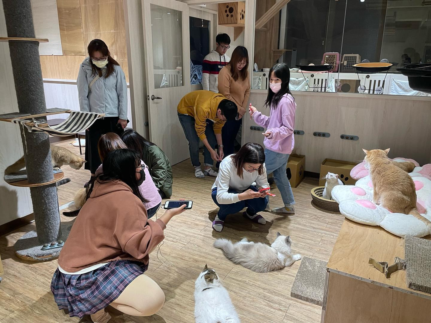 都在貓咪旅館(貓餐廳/貓咖啡)