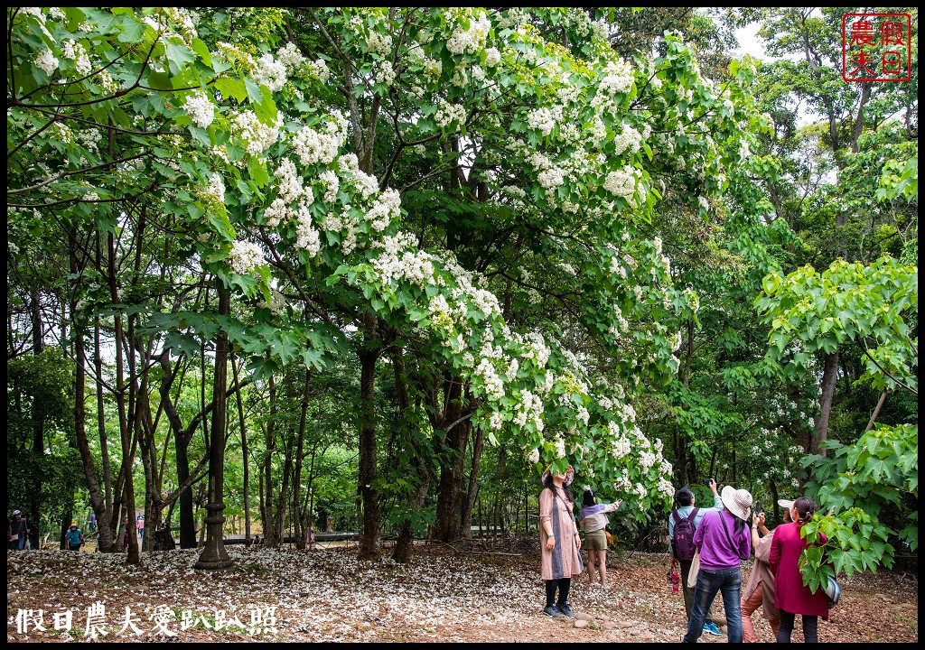 荷苞山桐花公園