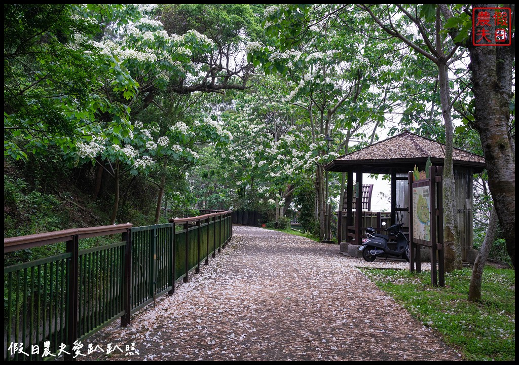 水流東桐花步道+高鐵瞭望台(永豐六分桐花步道)
